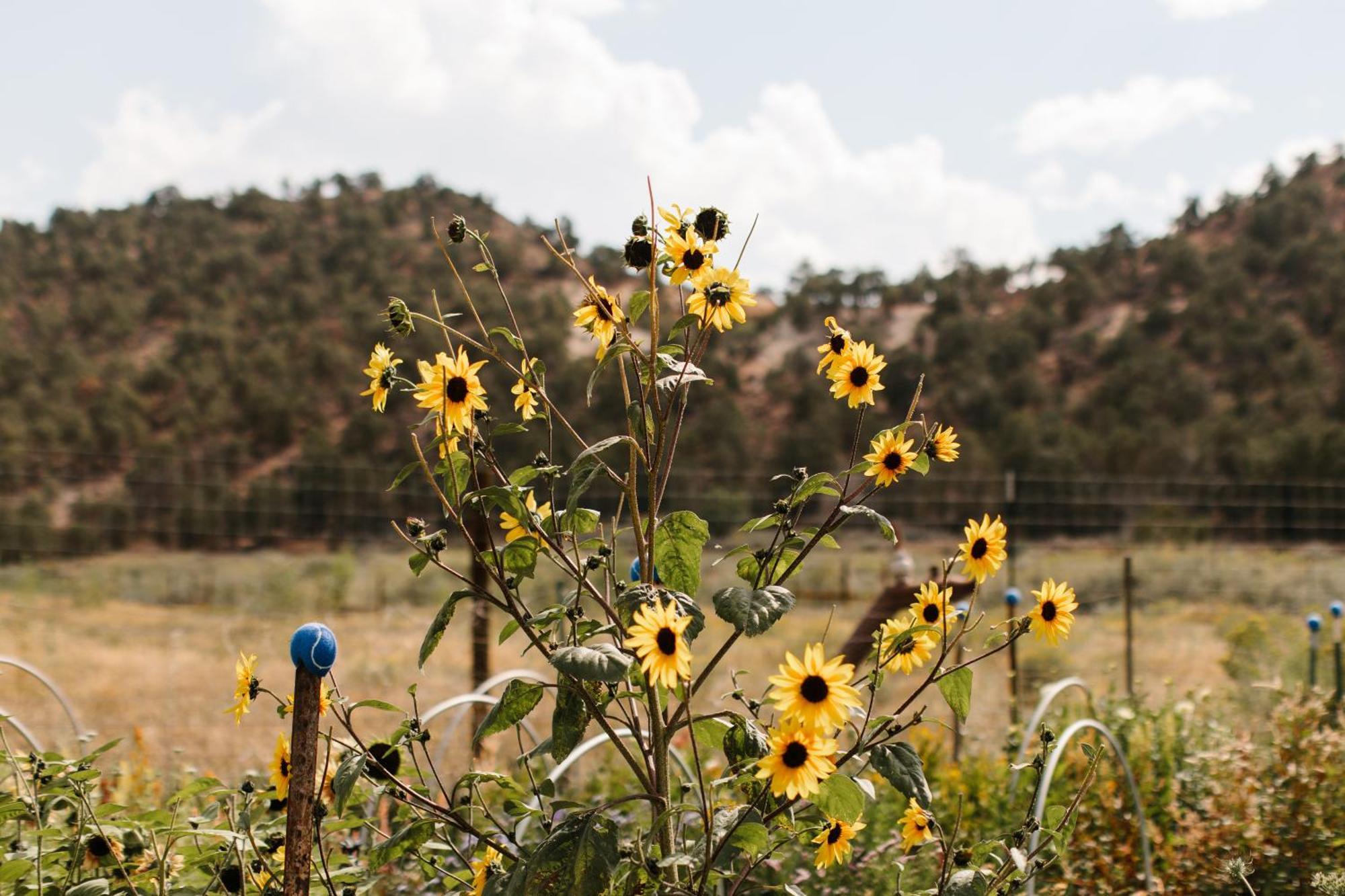 Boulder Mountain Guest Ranch Villa Luaran gambar